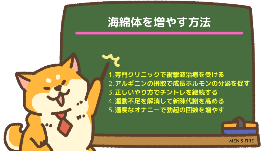 海綿体を増やす5つの方法を解説！