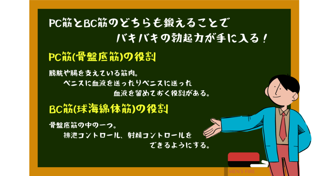 PC筋とBC筋のどちらも鍛えることでバキバキの勃起力が手に入る！