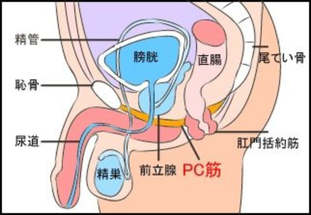 そもそもPC筋とは？なんで勃起力がアップするの？