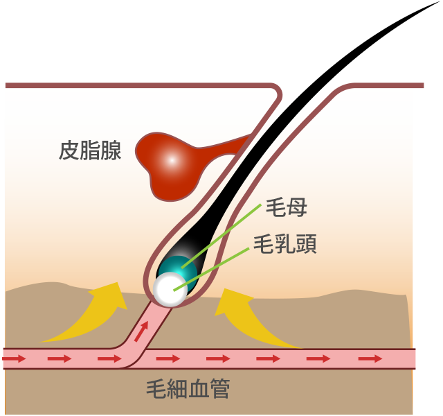 処方薬③：ミノキシジル